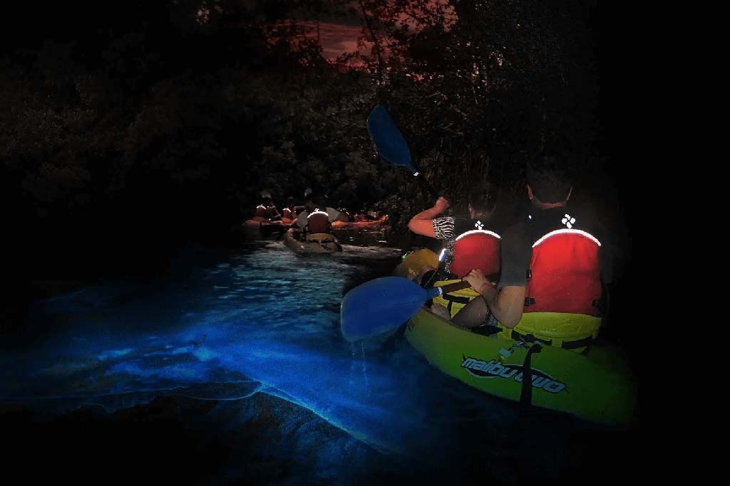 el yunque rainforest tours