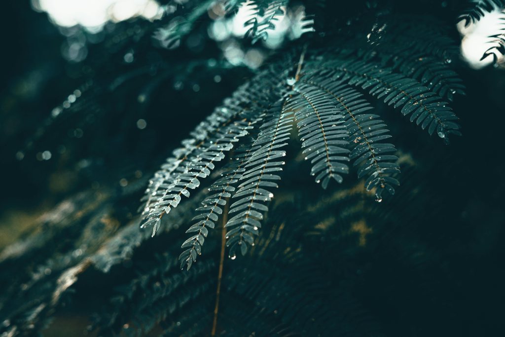 puerto rico rainforest tour 2025