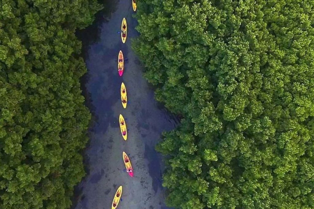 kayak tour through puerto rico forest