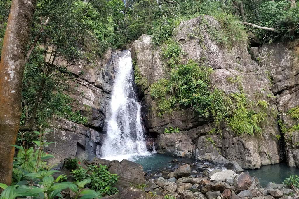 rainforest tour puerto rico