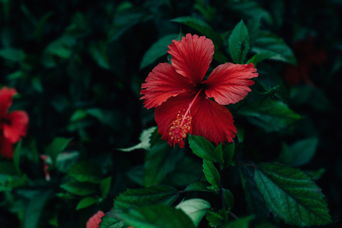 a close up of a flower